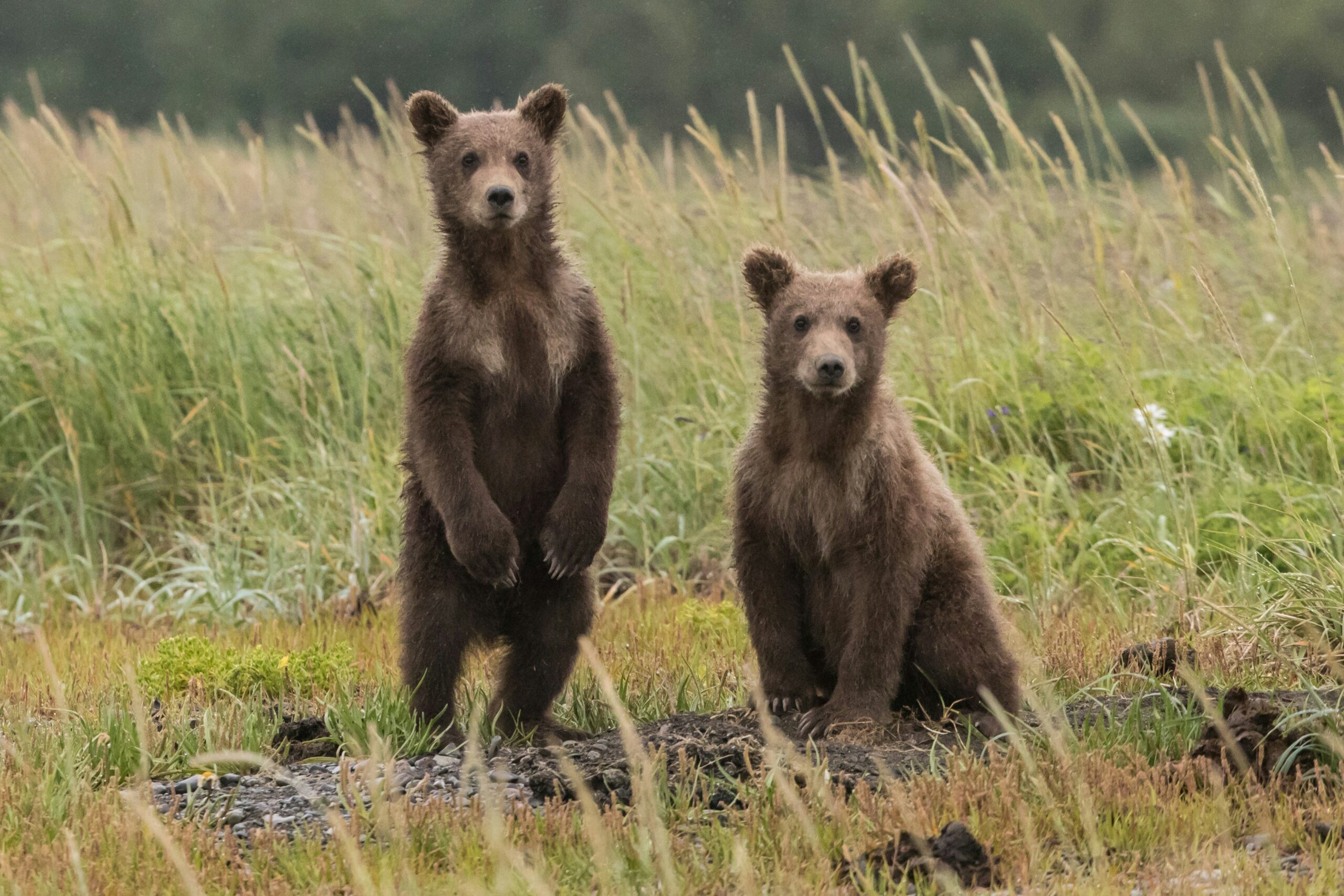 「富山・砺波市で夕方までクマが暴れまわる事件が発生」