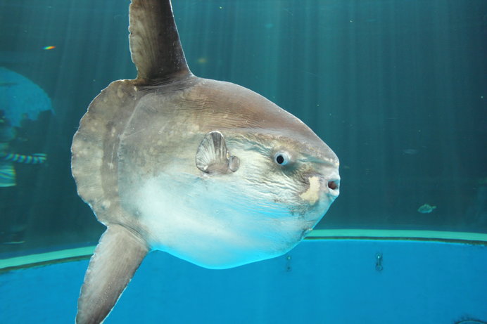 水族館で人気の『あの生き物』　漁で吊り上げられた衝撃の姿に「初めて見た…」