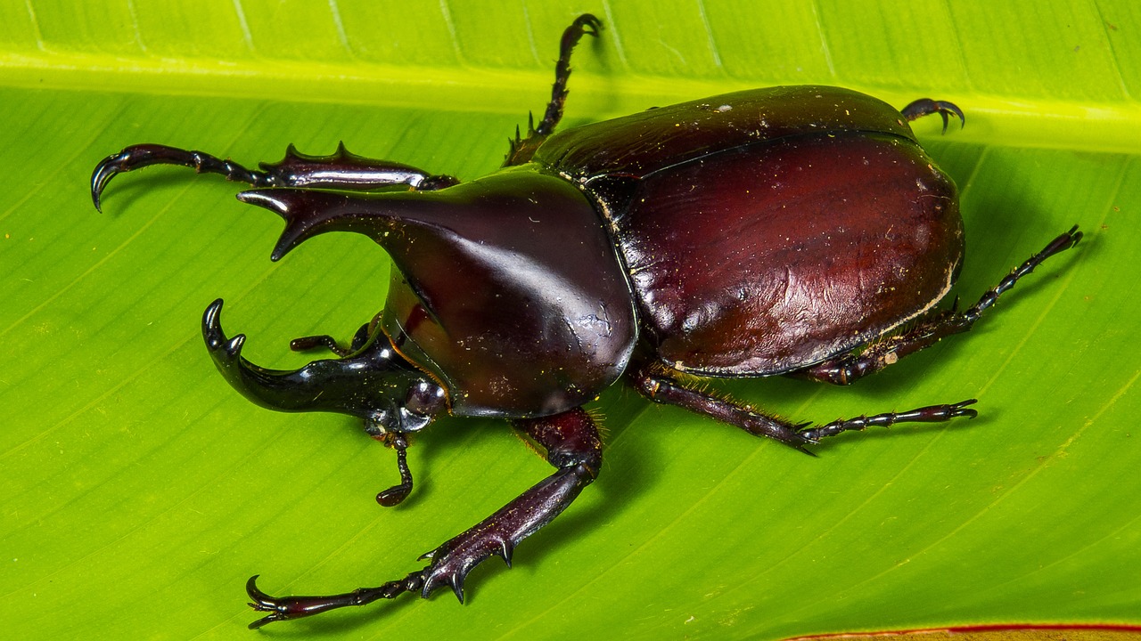 カブトムシを捕ることは違法なの？自然保護と昆虫採集の間で揺れる日常